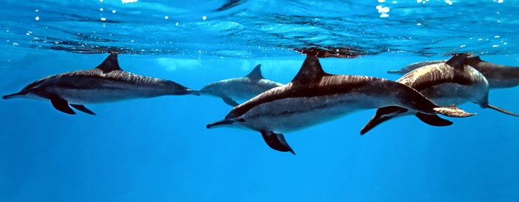 Dolphins - Dolphin Adventure Package